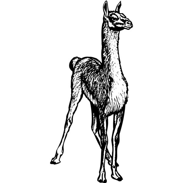 llama Thumbnail